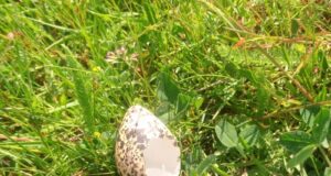 Looduskaitseseaduse muudatustega pikendatakse linnurahu kaitsealadel