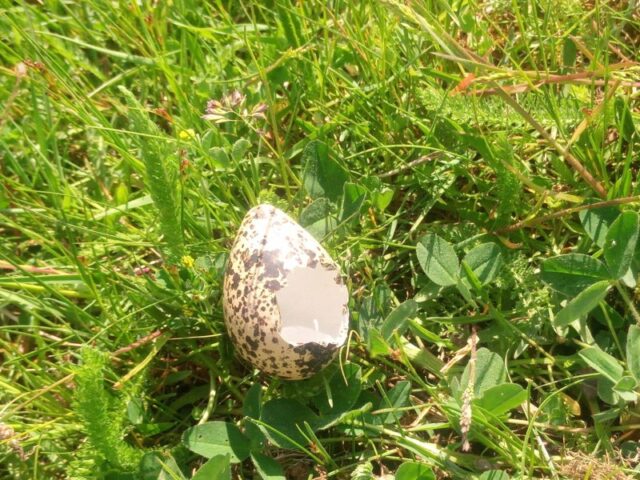 punajalg_tilderi_soodud_muna