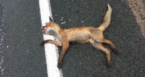 Kellele maantee, kellele surmalõksust toidulaud