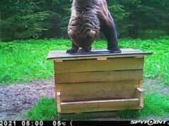 Suurkiskjate kaitse ja ohjamise tegevuskava koostamise koostöökogu tuli kokku