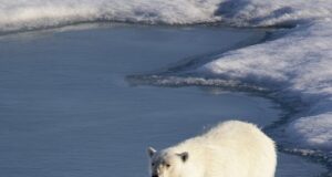 Venemaal jõustus seadus, mis võimaldab küttida haruldasi loomi