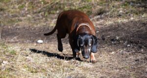 Lemmikloomade vaktsineerimine marutaudi vastu on hädavajalik