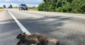 Sügis toob kaasa sagenenud liiklusõnnetused ulukitega