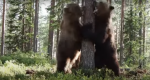 Soome loodushuvilistel õnnestus lähedalt näha karude võimuvõitlust