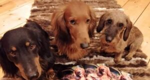 Maximuse ja Benno jahilood on saanud kaante vahele