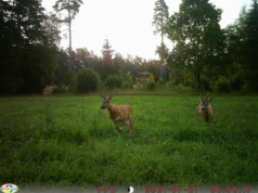 Metskitsede jooksuajal tuleb liikluses olla ettevaatlik