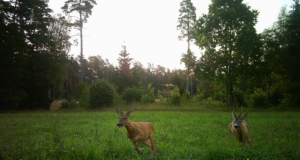 Metskitsede jooksuajal tuleb liikluses olla ettevaatlik