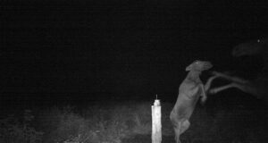 Haruldane kaader Viljandimaal kohtuvatest põtradest