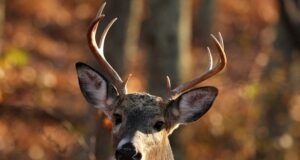 Koroonaviirus levib ka mitmete loomade seas