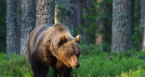 Slovakkia mägede jalamil rebis karu seenelise puruks