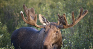 Vahur Sepp: „Miks ma loendan põdrapabulaid?“