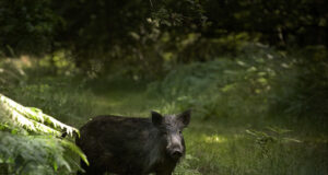 SAK viirus levib endiselt piirialadel