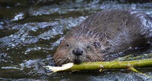 Suure-Jaani ümbruses on kätte saadud küll hulk kopraid, aga mitte ühtegi hunti