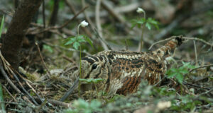 Järgmise aasta lind on metskurvits