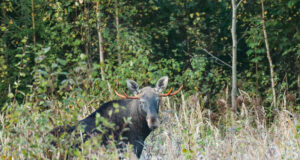 Sõraliste küttimissoovitused jahimeestele ja jahindusnõukogudele