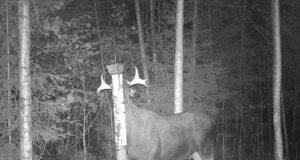 PILTUUDIS: Põdrapullide sarvede karvavahetus toimus tavapärasest hiljem