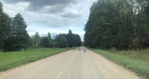 Hundid murravad üha suuremaid veiseid