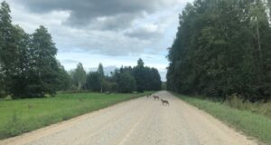 Huntide arvukus lõi „laest läbi“. Keskkonnaamet kaalub Soomaa hundivabriku hirmutamist