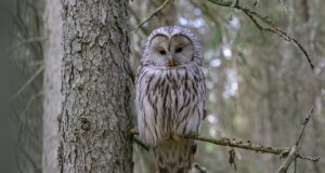 Algab eelregistreerimine venekeelsele jahitunnistuse taotleja koolitusele Rakveres.