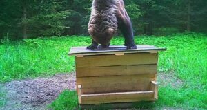 EJS taunib ebaseaduslikku karu küttimist Viljandimaal