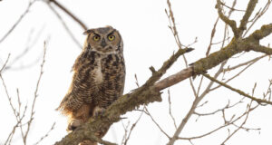 Eestis diagnoositi kassikakul ja kanakullil lindude gripp