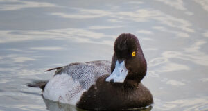 Muudeti Euroopa lindude punaste liikide nimekirja