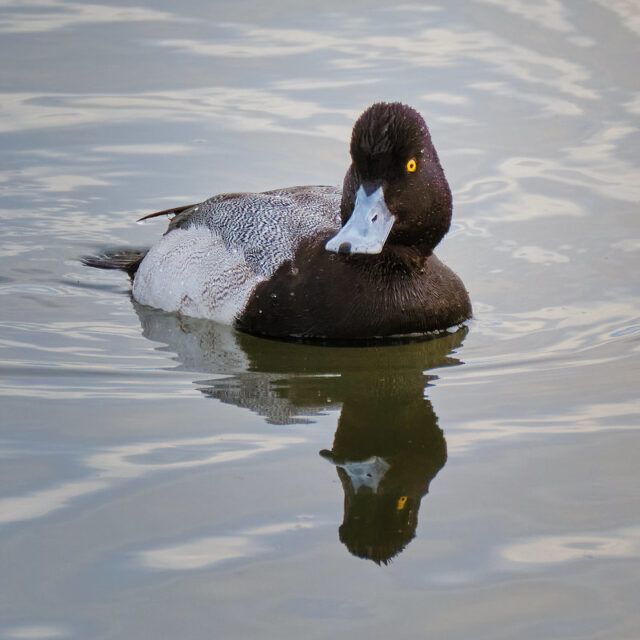 Merivart. Foto: Flickr