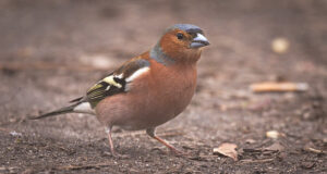 Linnuvaatluspäevadel EuroBirdwatch saadi kirja viimaste aastate parima tulemus