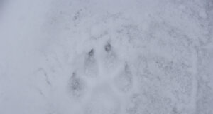 Keskkonnaameti pressiteade: Algava hundijahi käigus tohib esmalt küttida 50 looma