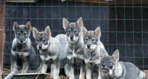 Jahikoerte toomisest Euroopa Liidu liikmesriikidest Eestisse treenimise või jahipidamise eesmärgil (täiendatud)