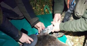 Eesti-Läti piiri äärsed karud toimetati pärast nädalatepikkust kahju tegemist tagasi metsa