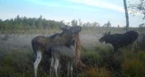 Miks on vaja soolakuid?
