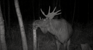 VIDEO: Põdrapull maiustamas soolakul