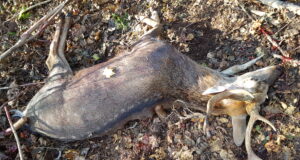 Tudu küla lähedalt kütiti tähnikhirv