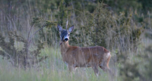 Sarvede lood: huvitavad sokusarved Lääne-Harjumaalt