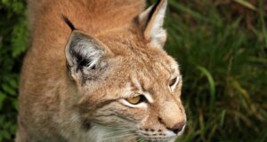 Tallinna kesklinnas peesitas garaaži peal ilves