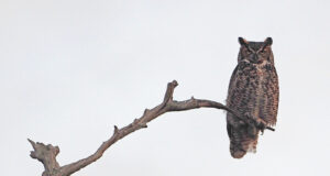 Tallinna jahikursus algab 20.jaanuaril. Kontrolli, kas oled nimekirjas!