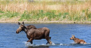 Vahtramäe: sel põdrajahihooajal on muutusi näha lehmade ja vasikate osas