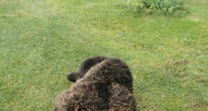 Kurb uudis Siniallika jahiseltsist