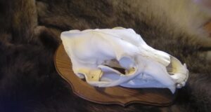 Jahitrofeede hindamine Viljandimaal Viljandimaa Jahimeeste liidus