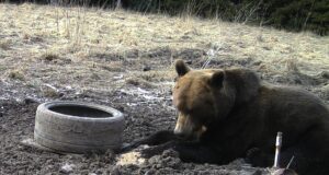 Kohus peatas karujahi