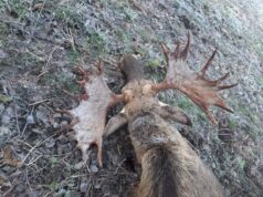 Läänemaal kütiti vägev põdrapull