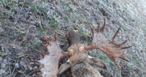 Läänemaal kütiti vägev põdrapull