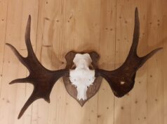 Huvitav sarvepaar Raplamaalt