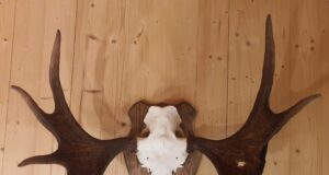 Huvitav sarvepaar Raplamaalt