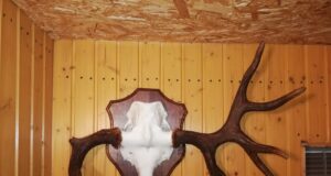 Sarvede lood: erilised sarved Järvamaalt