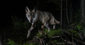 Algas Looduse Aasta Foto 2021 fotode vastuvõtt