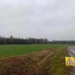 Metsa servas paistab kütiliin