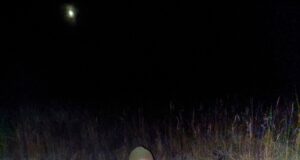 Sarvede lood: Pärnumaalt kütiti uhkete sarvedega põder