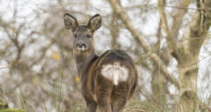 Tartumaal jäi kaamerasilma ette viie jalaga kits